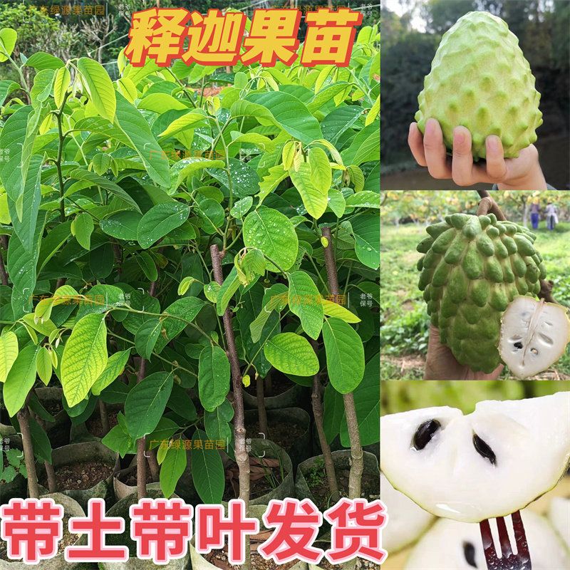 释迦果树苗嫁接台湾凤梨释迦牛奶AP释迦番荔枝榴莲林檎苗泰国大目