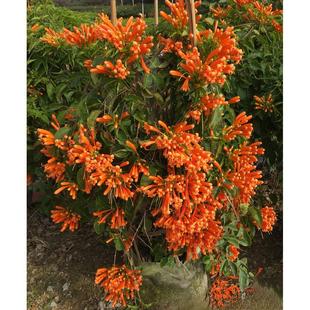 炮仗花苗 鞭炮花爬藤花卉 紫藤珊瑚花攀援植物 油麻藤 围墙花