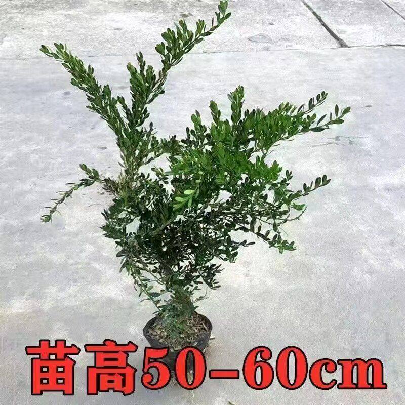 雀舌皱皮黄杨盆栽四季常青适合新手养的绿植 客厅办公室观叶植物