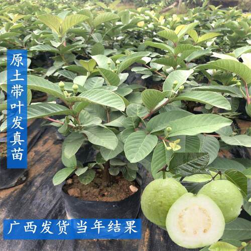 番石榴树苗 小叶番石榴四季番石榴当年结果盆栽地栽南方种植