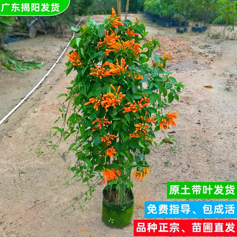 炮仗花苗当年开花鞭炮花 红红火火爬藤植物花开密集拱门围墙藤本