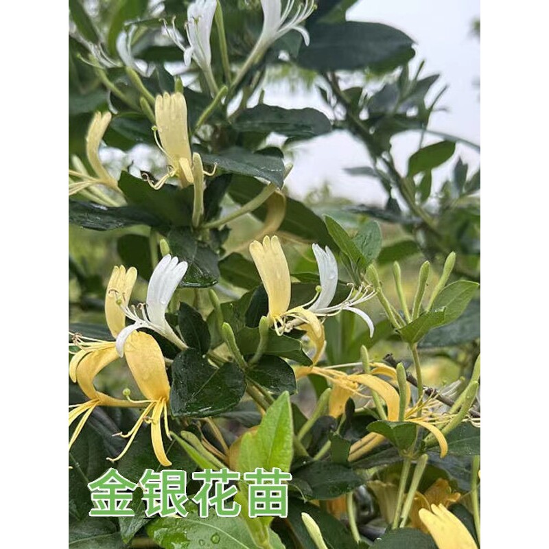 金银花苗爬藤植物可食用药用盆栽庭院开花耐寒花卉黄白金银花树苗
