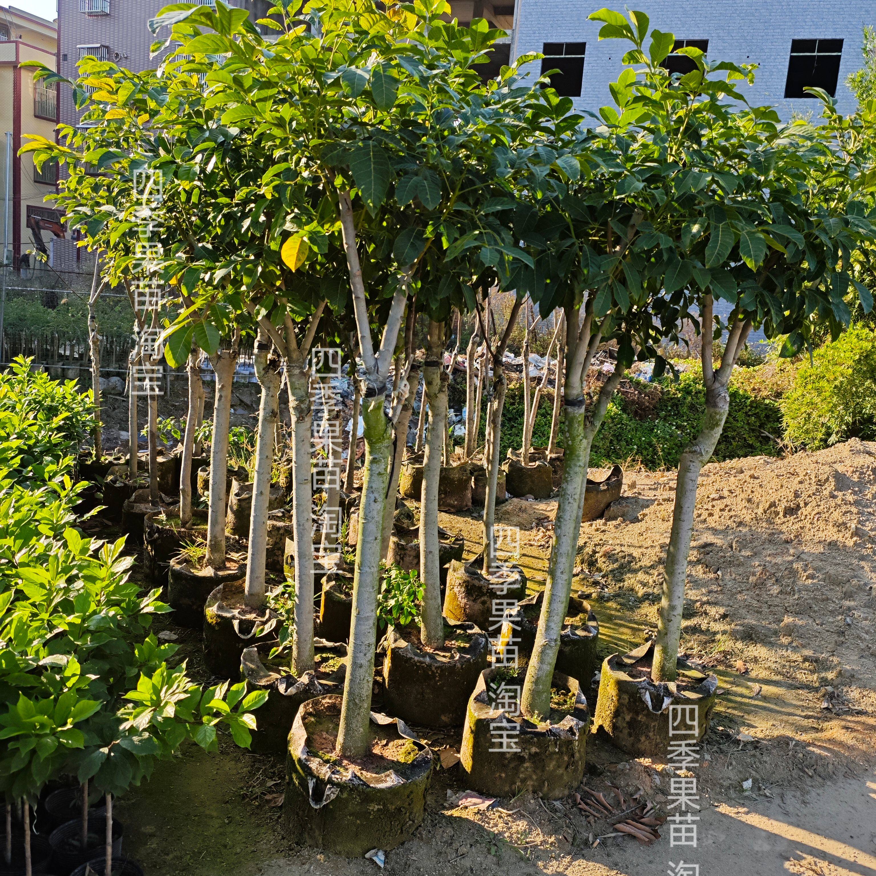 广东潮汕正宗大颗树乌橄榄苗黑橄榄果树苗嫁接油榄苗带土带叶发货