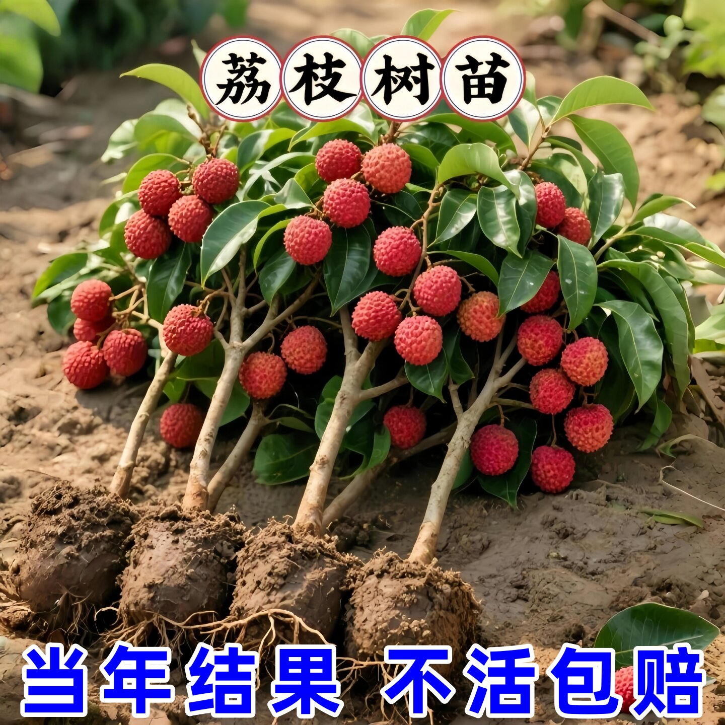 正宗荔枝树苖嫁接特大无核荔枝果树果苗妃子笑庭院种植产量高果苗
