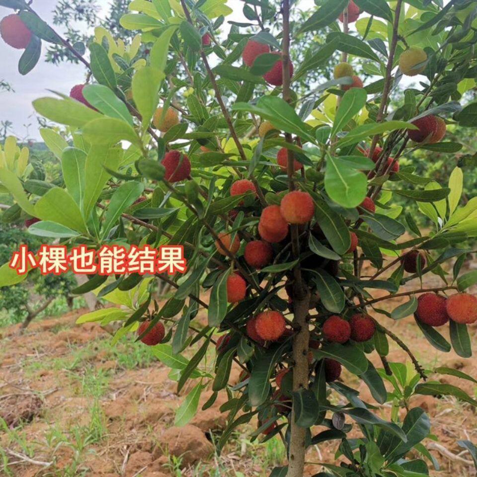东魁杨梅树树苗特大南方北方种植地栽当年结果杨梅树苗当年结果