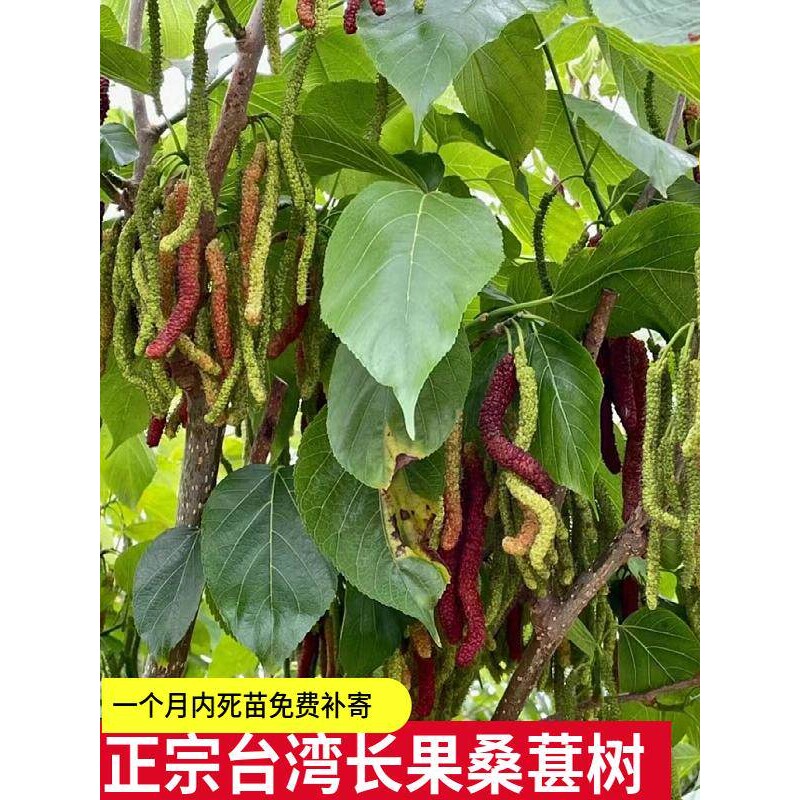 带果正宗台湾长果桑苗带果嫁接桑葚树苗无籽黑桑果树庭院开花结果