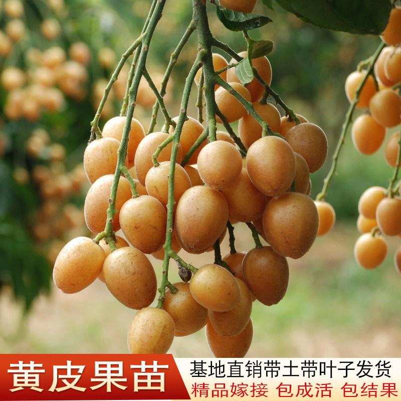 黄皮苗 无核黄皮果树苗 嫁接鸡心黄皮树苗 当年结果 正宗郁南黄皮