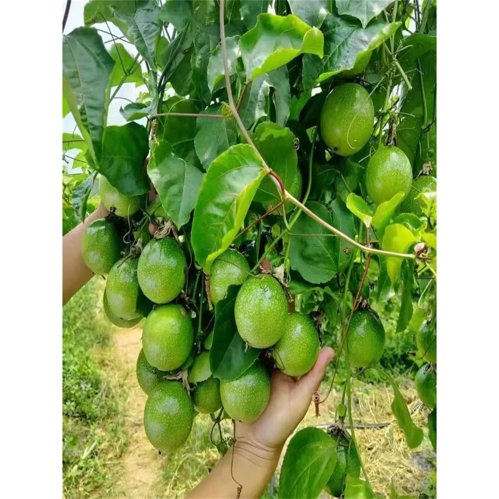 钦蜜9号百香果苗广西纯甜黄金树苗庭院盆栽种植当年结果带土四季