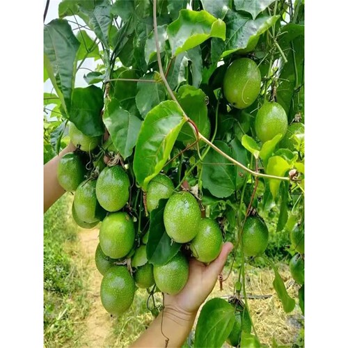 钦蜜9号百香果苗广西纯甜黄金树苗庭院盆栽种植当年结果带土四季