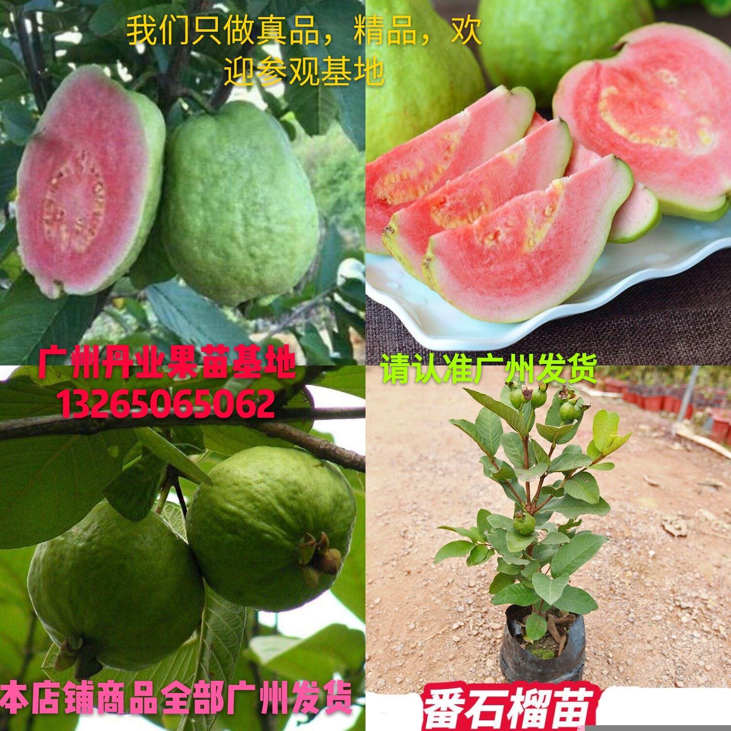 广州发货嫁接番石榴果树苗新品种红肉四季番石榴树苗当年结果