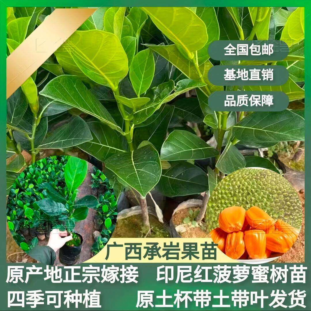 四季菠萝蜜树苗嫁接印尼红肉泰国干苞海南四季榴莲蜜木菠萝果树苗