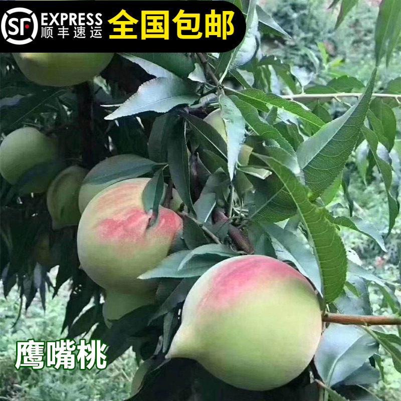 鹰嘴桃苗嫁接树苗大果脆肉可口清甜南北方可种盆地种14年淘宝老店