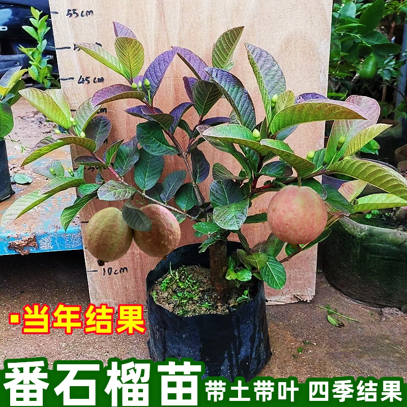 胭脂红番石榴树苗四季结果嫁接苗红心芭乐番石榴果树盆栽带土