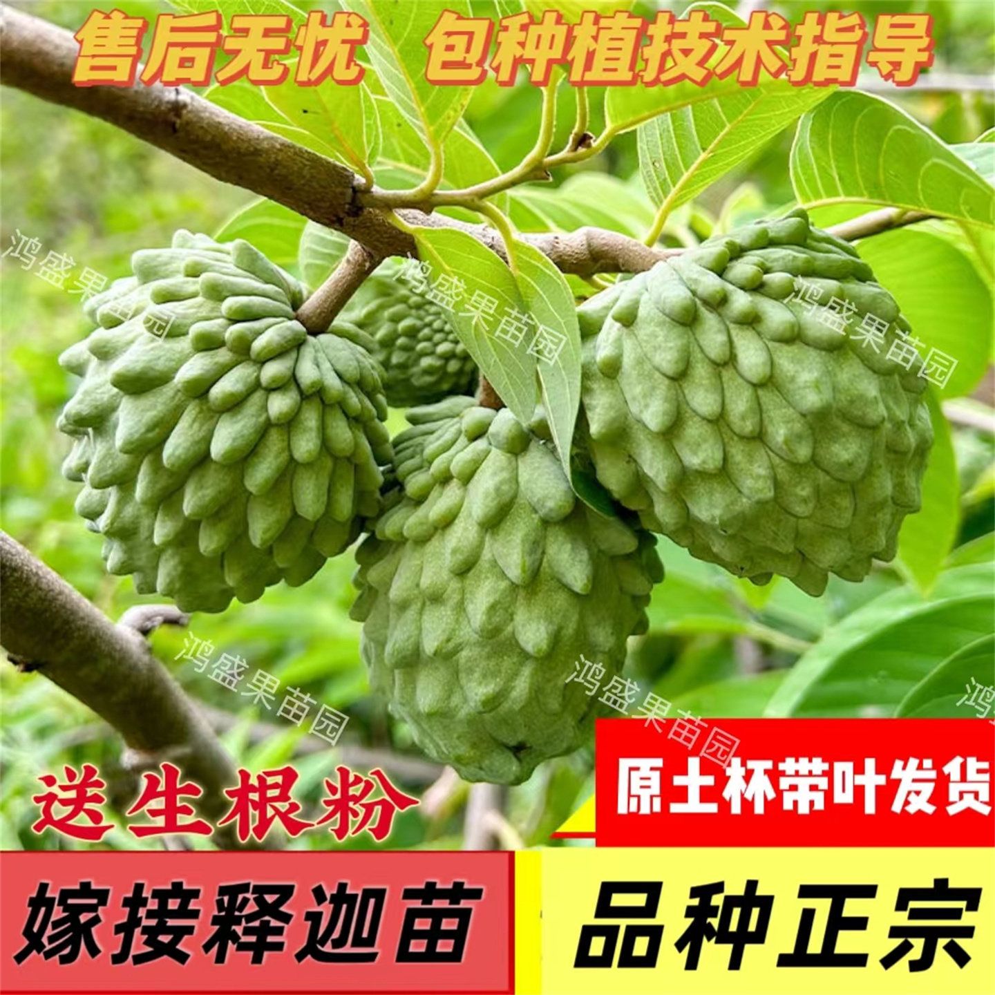 释迦果树苗嫁接凤梨释迦牛奶AP释迦番荔枝泰国大目榴莲释迦林檎苗