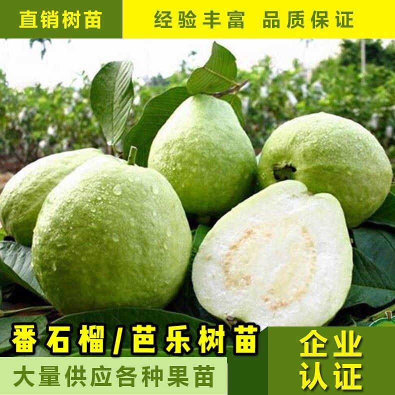 广州热销台湾芭乐果树苗红宝石白心珍珠四季番石榴嫁接苗果苗