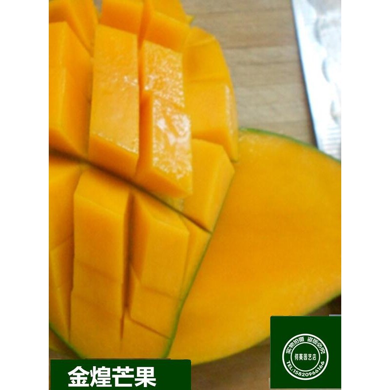 芒果树苗金煌芒果甜果带土带叶地栽盆栽苗东莞发货14年淘宝老店