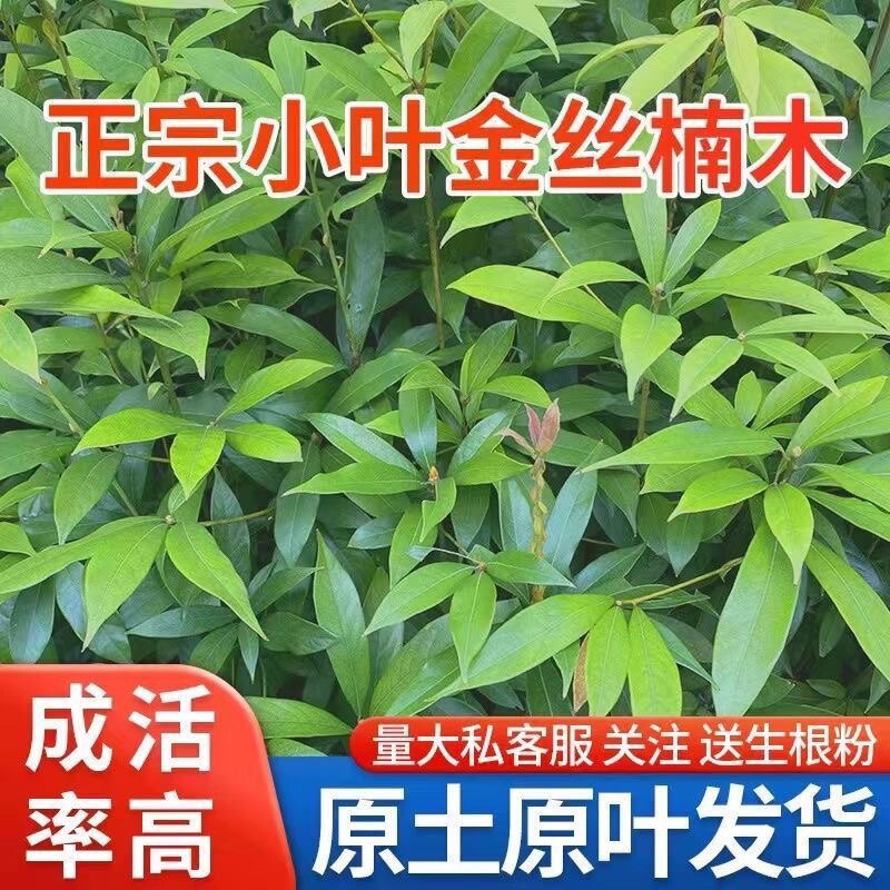 金丝楠木树苗四川正宗名贵苗木南北方庭院地栽盆栽珍稀小苗常绿
