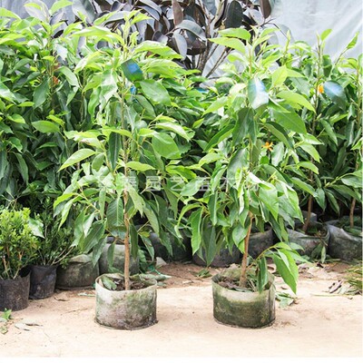 白兰花盆栽 嫁接黄角兰黄桷兰白玉兰黄玉兰花树树树庭院树 包邮