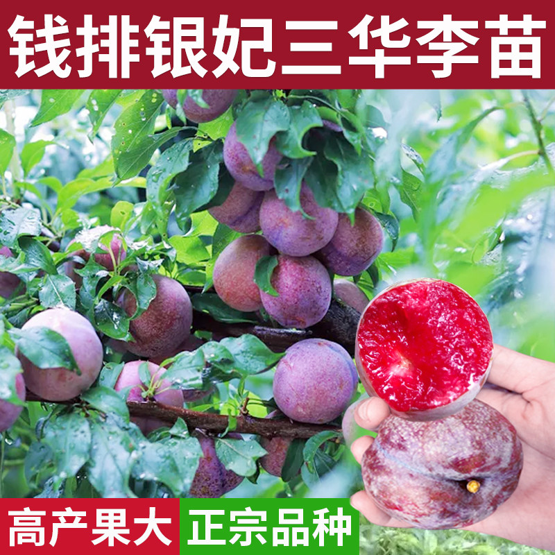 钱排银妃三华李三月红心李嫁接盆地栽南北方种桃果树蜂糖李子树苗