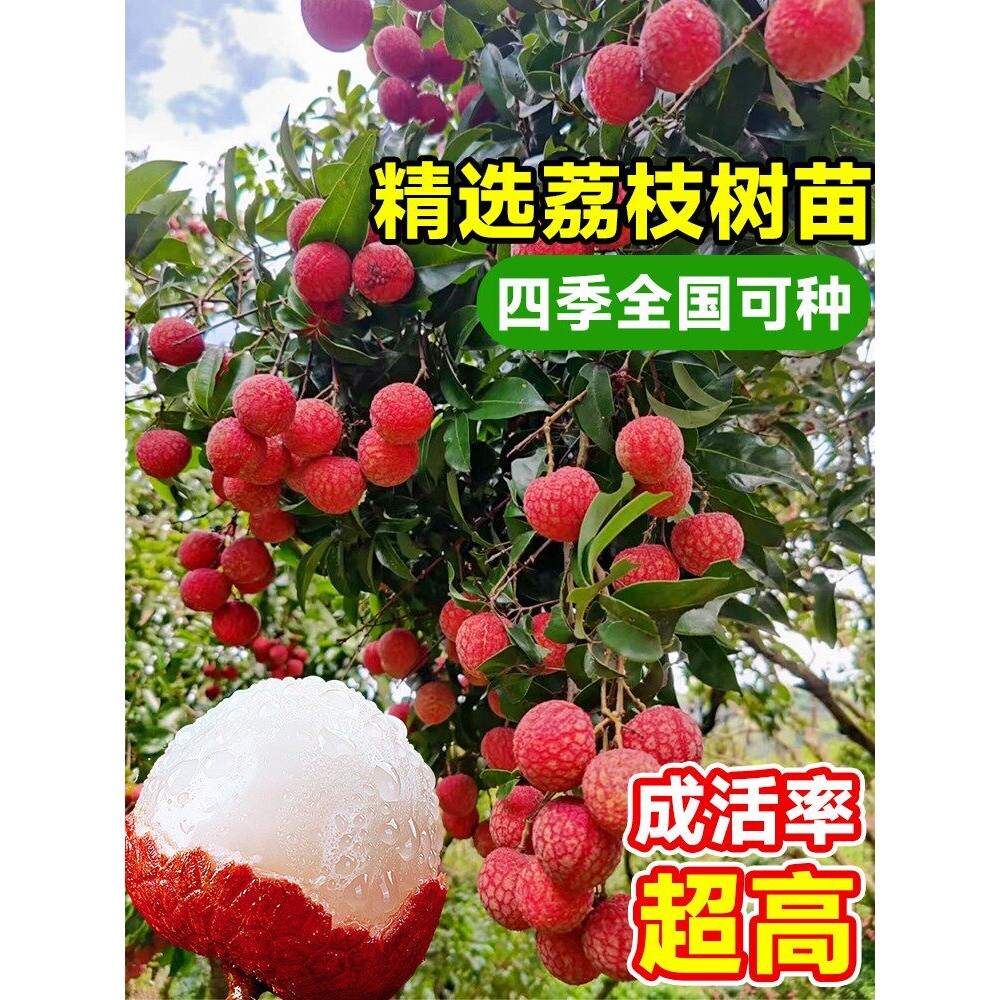 【当年结果】荔枝树苗无核桂味果树盆栽妃子笑糯米糍嫁接水果树苗