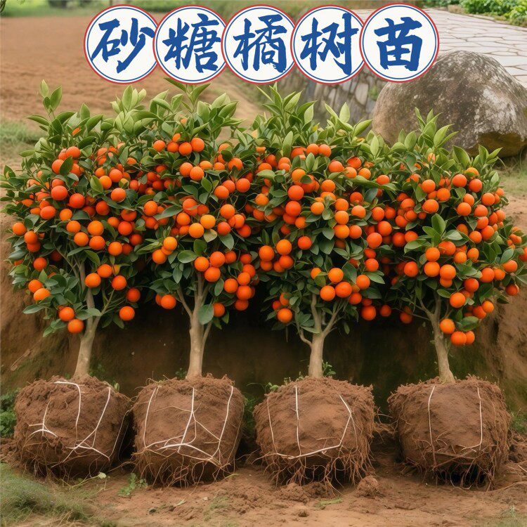 易栽广西优质嫁接砂糖橘树苗早熟砂糖桔子四会砂糖桔无核基地直发