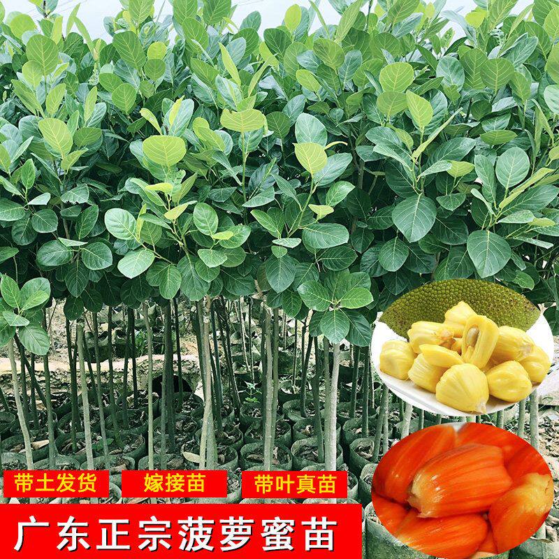 四季菠萝蜜嫁接马来西亚木菠萝红肉干苞特大庭院果树果苗南方种植