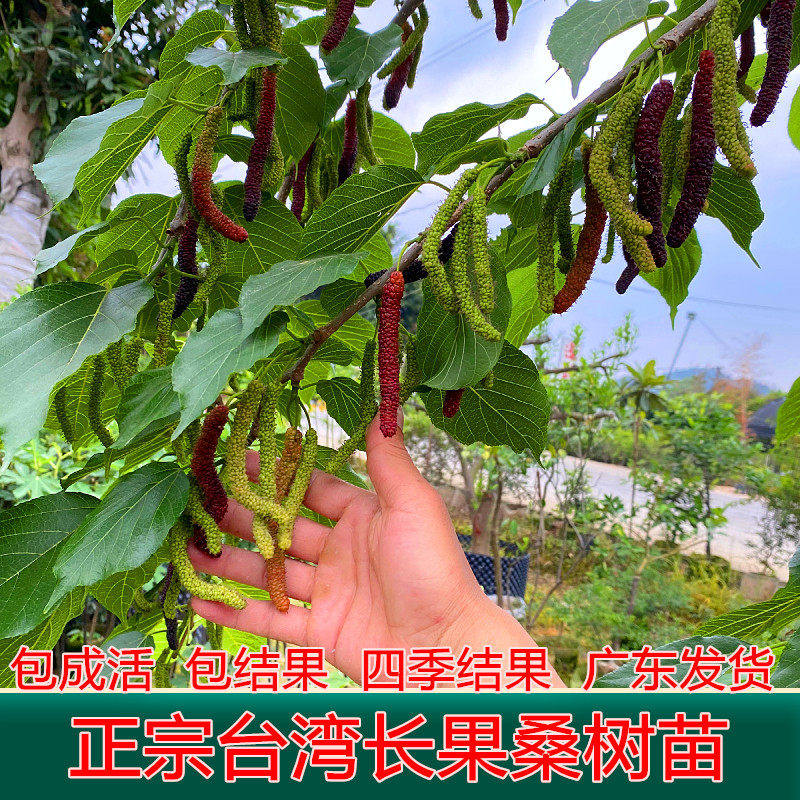 长桑葚树苗台湾长果桑葚短黑果桑葚果苗无籽大十桑果接嫁四季结果