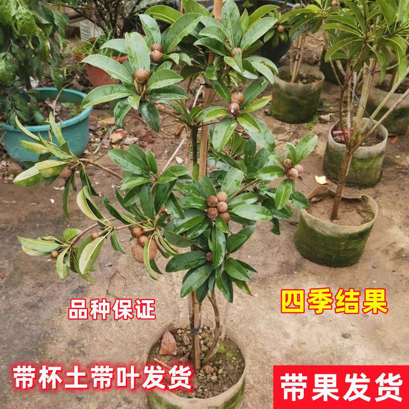 新品种越南人心果树苗人参苗南北方种植庭院阳台盆栽地栽四季结果