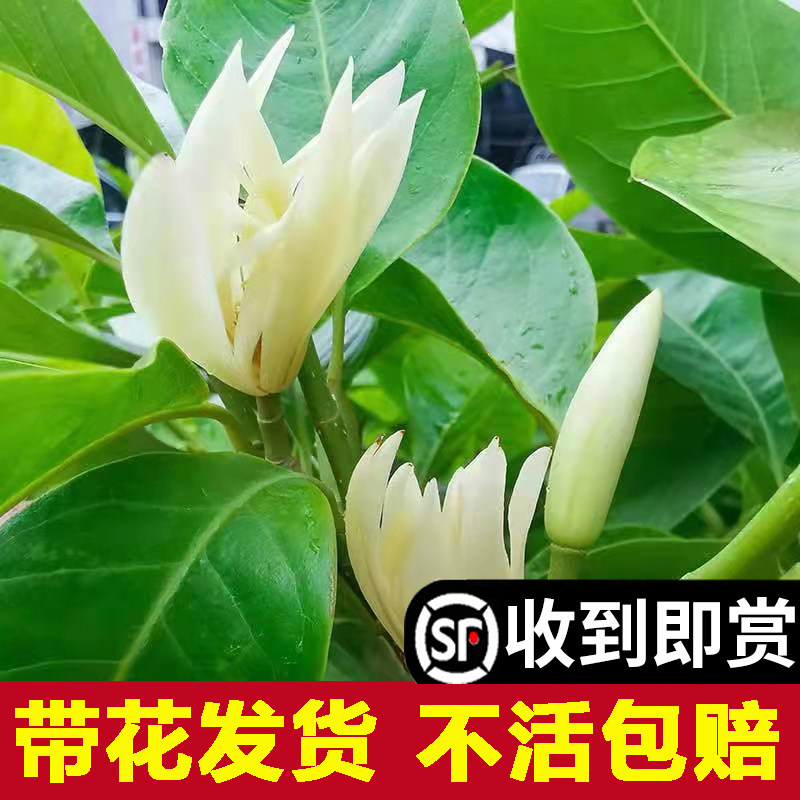 白兰花玉兰树苗花卉植物室内庭院绿植黄角兰盆栽易活带花苞四季开