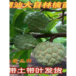 潮汕本地大目林檎苗释迦果苗番荔枝树苗佛头果盆栽果树苗带土带叶