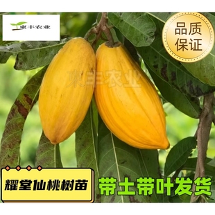 蛋黄果苗树耀堂仙桃木瓜鸡蛋果树苗庭院种植当年结果阳台盆栽带土