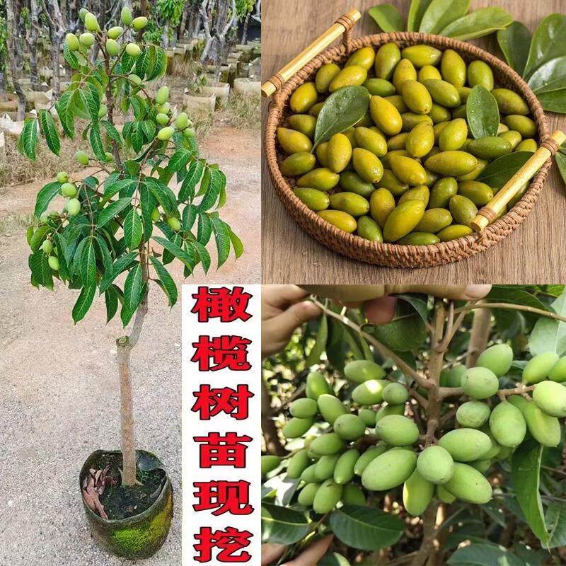 广西正宗嫁接甘甜脆皮青橄榄果树苗黑橄榄苗太平洋橄榄苗盆栽地栽