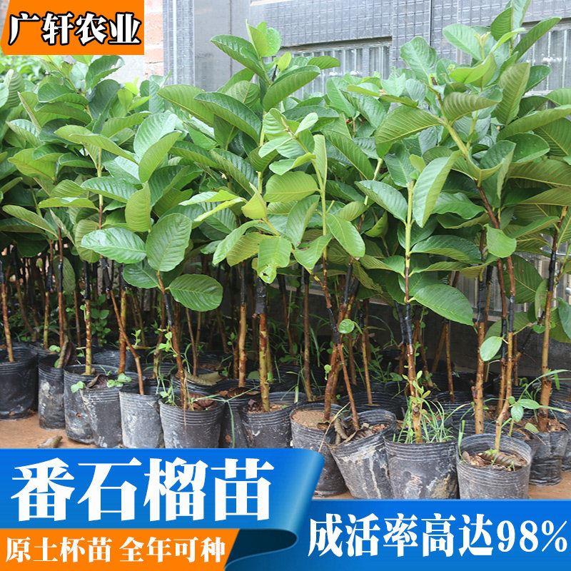 果树四季结果番石榴苗四季结果特大嫁接苗番石榴树果苗当年结果苗