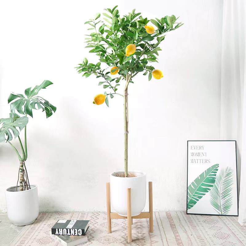 香水柠檬树苗盆栽棒棒糖带果可食用客厅大型绿植阳台室内好养植物