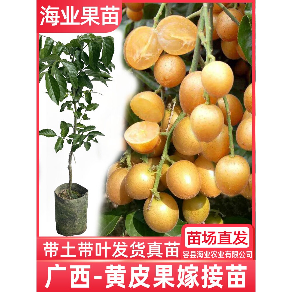 黄皮苗树嫁接贵妃黄皮无核香蜜鸡心黑金刚紫黄皮果树苗带土庭院