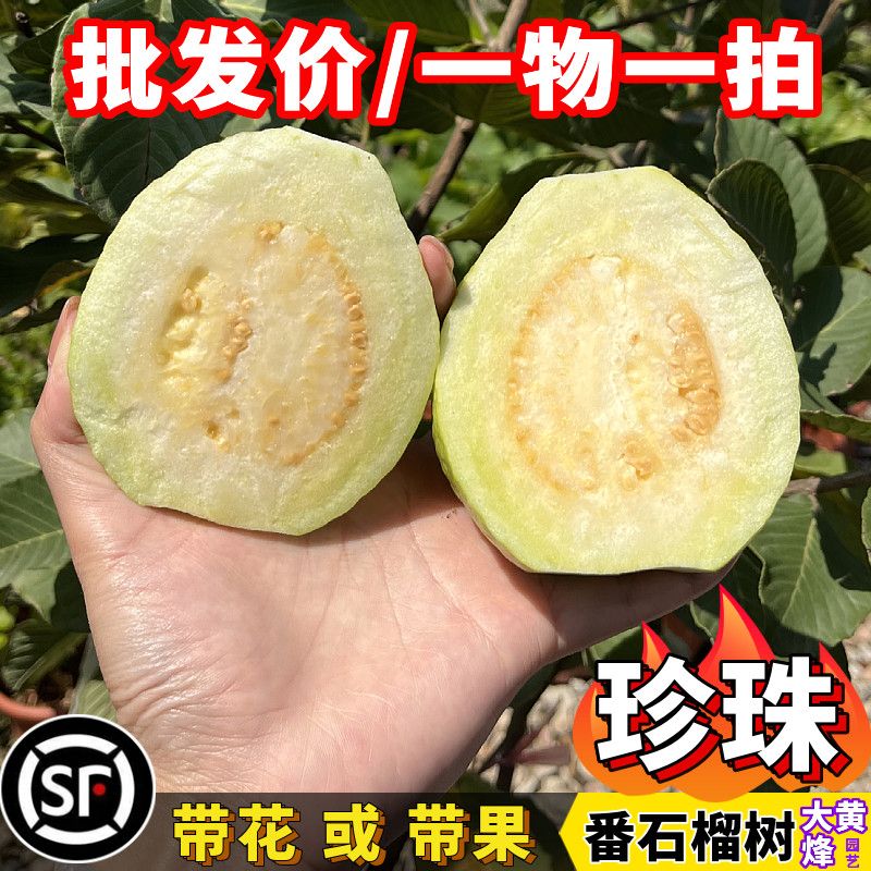 番石榴苗新品台湾珍珠番石榴树香甜四季结果南方阳台庭院盆栽树苗