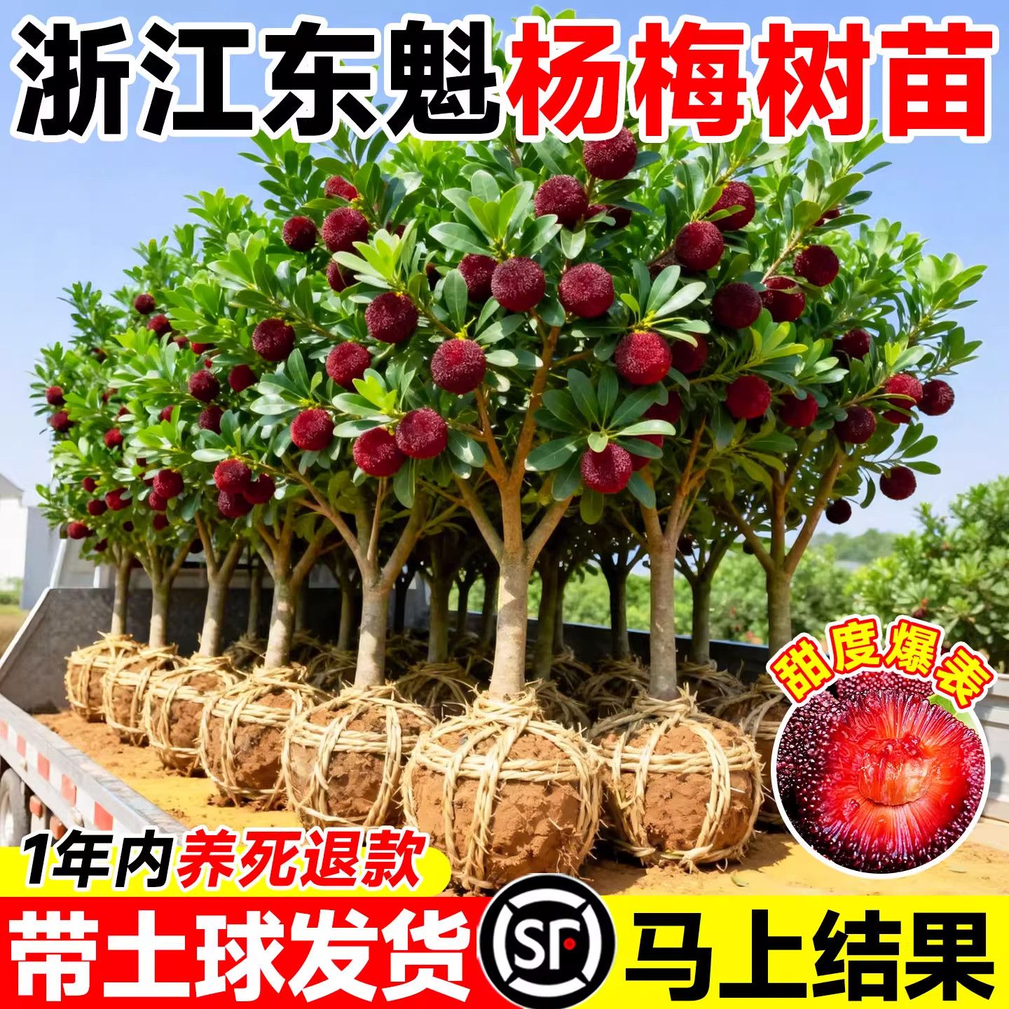正宗东魁杨梅树树苗黑炭杨梅树嫁接苗南北方种植盆栽地栽当年结果