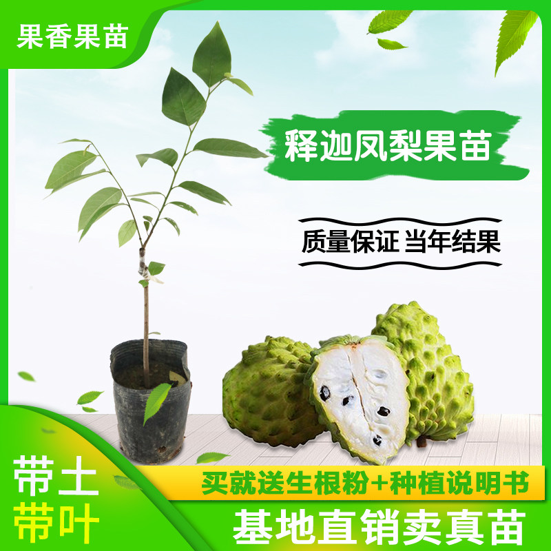 凤梨释迦果树苗佛陀果番荔枝蜜释迦佛头果嫁接苗盆载地栽带土发货