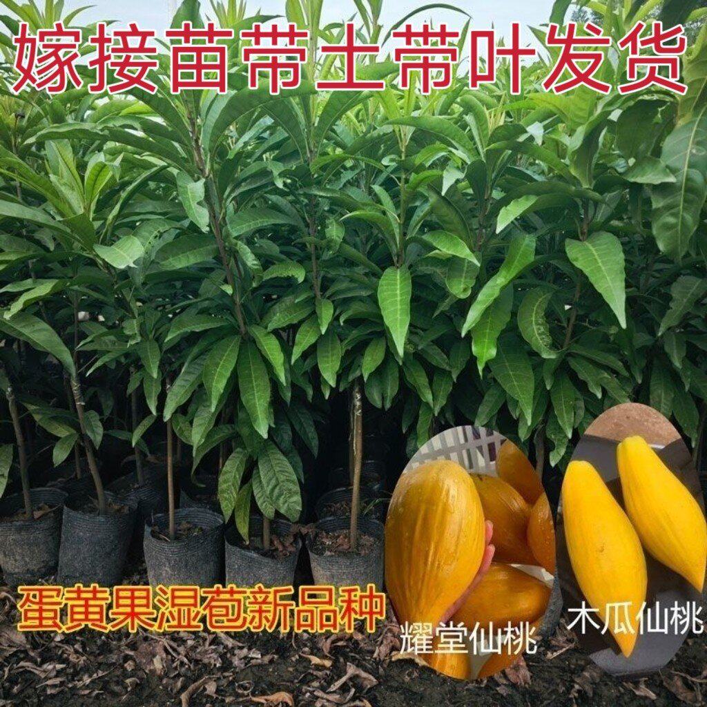 正宗嫁接耀堂仙桃树苗蛋黄果苗木瓜仙桃苗早生AL罗斯果苗大金刚苗