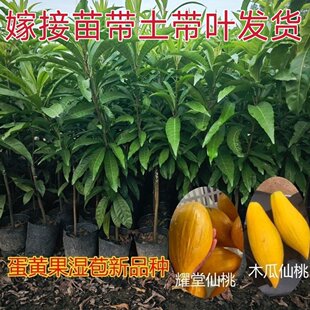 正宗嫁接耀堂仙桃树苗蛋黄果苗木瓜仙桃苗早生AL罗斯果苗大金刚苗
