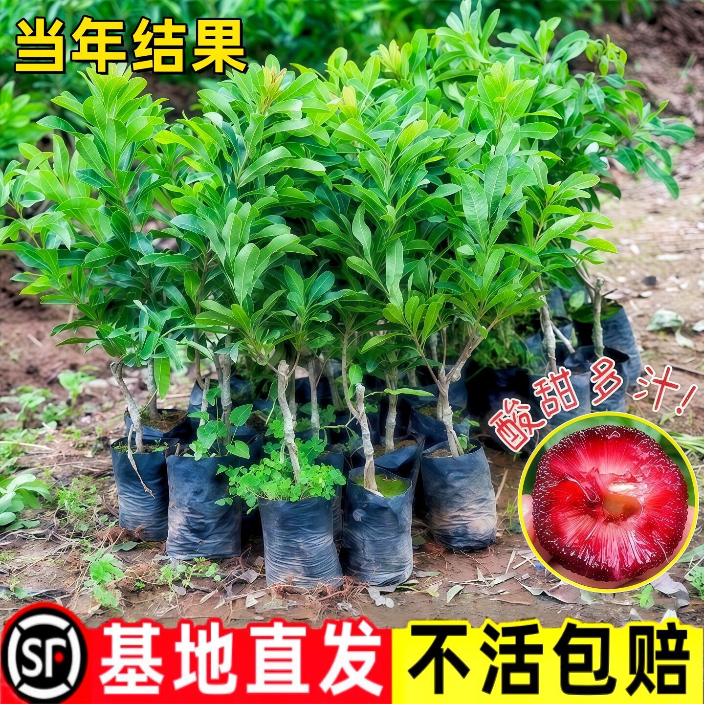 【原杯原土】杨梅树苗正宗嫁接杨梅苗东魁杨梅正品水果种植带土叶