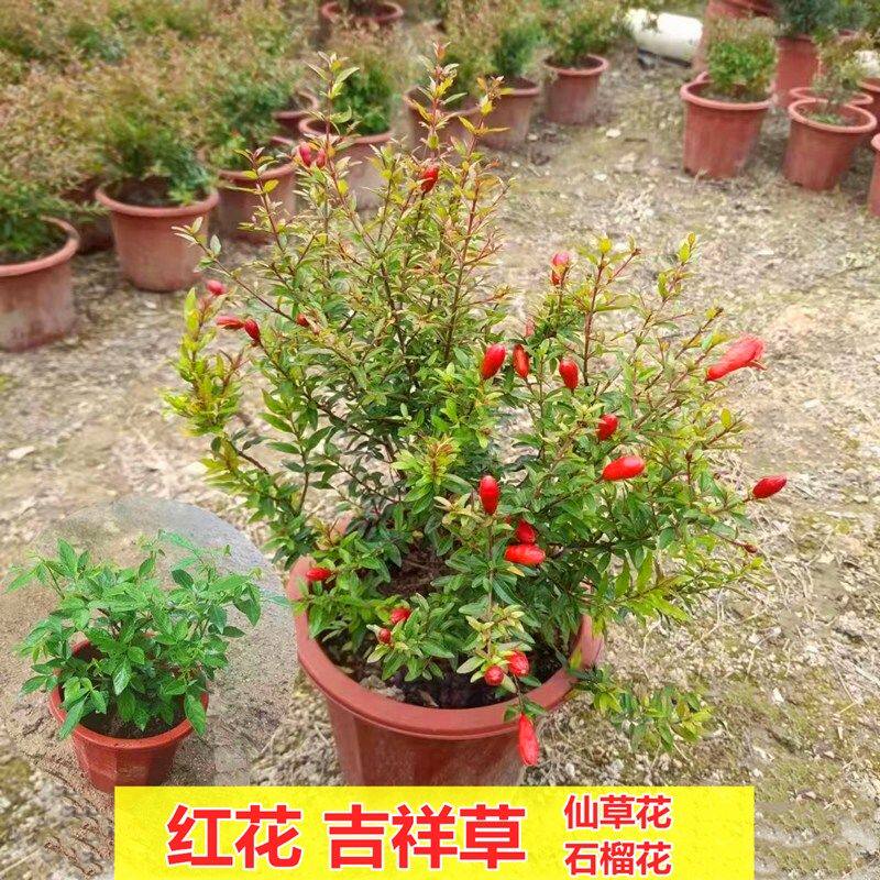 阳台庭院潮汕仙草苗仙草花喜庆红花石榴花抹草吉祥花盆栽四季常青