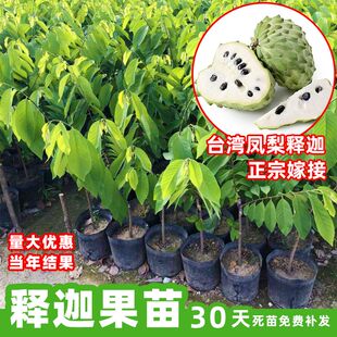 释迦树苗果苗番荔枝佛头果树大目台湾凤梨嫁接牟尼苗盆栽地栽大苗