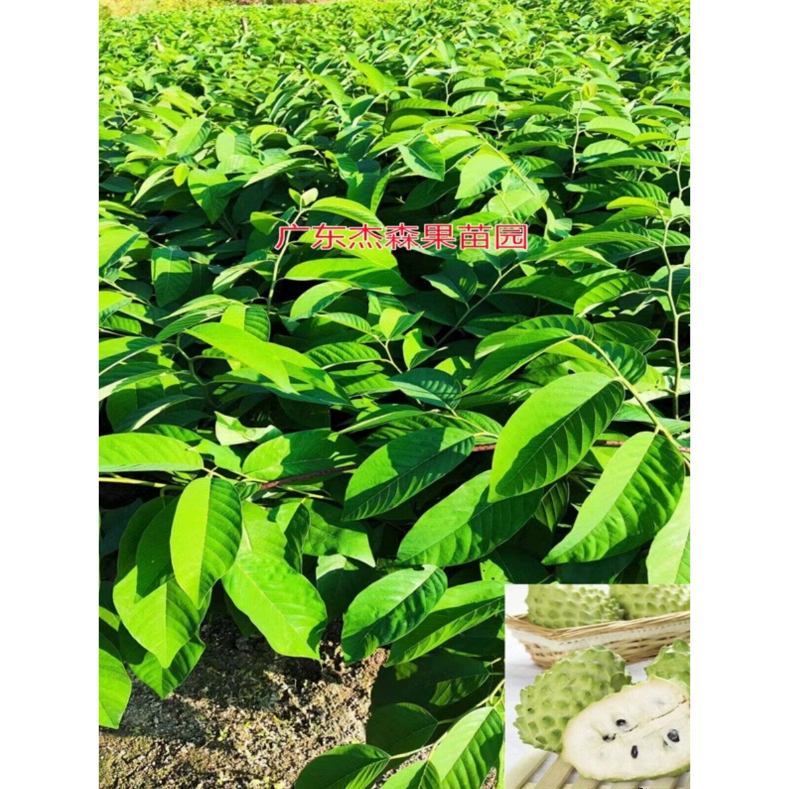 释迦果苗树台湾凤梨释迦果苗嫁接AP牛奶释迦林檎泰国大目自粉品种