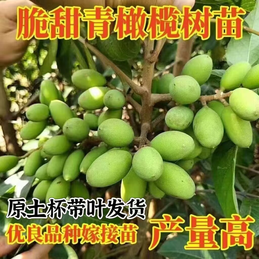 正宗潮汕青橄榄苗甜种橄榄嫁接苗金灶三棱橄榄乌橄榄苏脆水果带叶