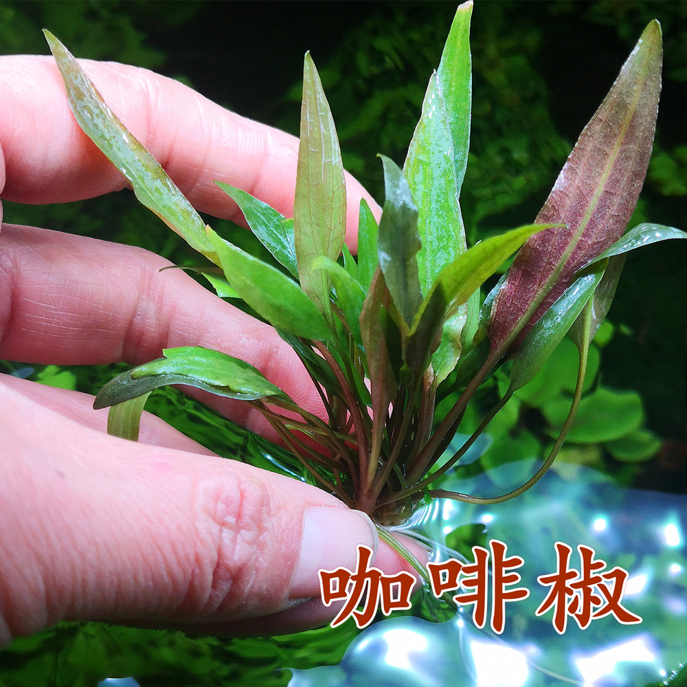 包邮椒草类迷你绿中景阴性淡水