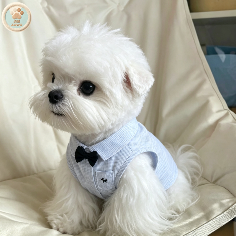 比熊犬绅士条纹背心领结套装