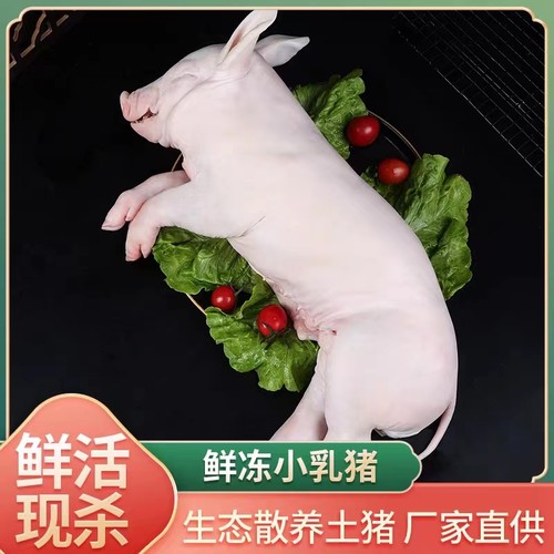 乳猪整只新鲜现杀小香猪小耳脆皮