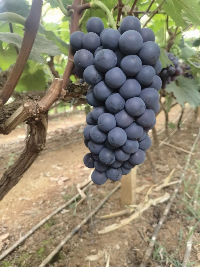 精品夏黑葡萄无籽皮薄肉厚