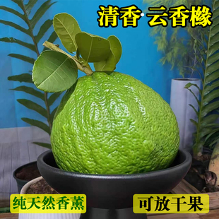 云南高山香橼精品观赏果天然香薰摆件清供香橼果新鲜现发绿植果